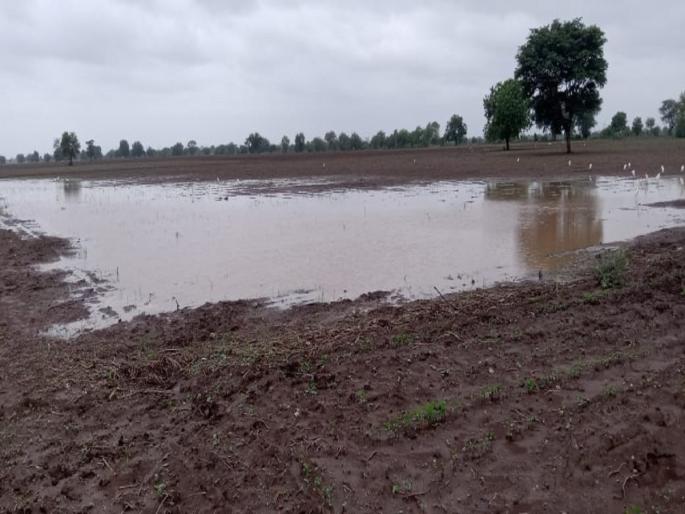 After a month and a half, heavy rain in Buldhana district, heavy rain in 11 circles | दीड महिन्यानंतर बुलढाणा जिल्ह्यात दमदार पाऊस, ११ मंडळात अतिवृष्टी After a month and a half, heavy rain in Buldhana district, heavy rain in 11 circles | दीड महिन्यानंतर बुलढाणा जिल्ह्यात दमदार पाऊस, ११ मंडळात अतिवृष्टी