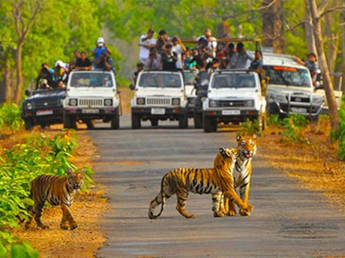 Preference to Tadoba, Pench, Gautala, Melghat, Sahyadri | ताडोबा, पेंच, गौताळा, मेळघाट, सह्याद्रीला प्राधान्य; ‘वाइल्ड लाइफ टुरिझम’ला अधिक पसंती Preference to Tadoba, Pench, Gautala, Melghat, Sahyadri | ताडोबा, पेंच, गौताळा, मेळघाट, सह्याद्रीला प्राधान्य; ‘वाइल्ड लाइफ टुरिझम’ला अधिक पसंती