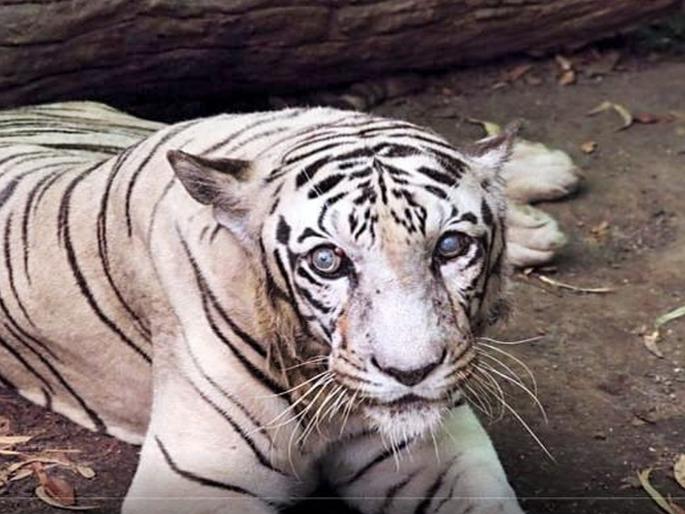 Twenty-one year old Priyadarshini tiger passed away due to old age in Pune | Priyadarshini Tiger Death: पुणेकर हळहळले! एकवीस वर्षीय प्रियदर्शनी वाघिणीचे वृध्दापकाळाने निधन Twenty-one year old Priyadarshini tiger passed away due to old age in Pune | Priyadarshini Tiger Death: पुणेकर हळहळले! एकवीस वर्षीय प्रियदर्शनी वाघिणीचे वृध्दापकाळाने निधन