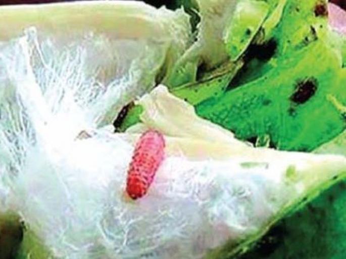 This year too, bollworm infestation has been observed on the cotton crop. | फरदळीचा मोह टाळा, गुलाबी बोंडअळीला बसणार आळा; कपाशीचे पीक अंतिम टप्प्यात This year too, bollworm infestation has been observed on the cotton crop. | फरदळीचा मोह टाळा, गुलाबी बोंडअळीला बसणार आळा; कपाशीचे पीक अंतिम टप्प्यात
