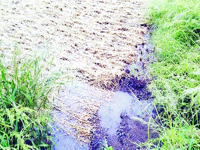 The seedlings sown in Kinhwali were soaked in rain | किन्हवलीत कापलेली रोपे पावसात भिजली; शेतकरी हवालदिल