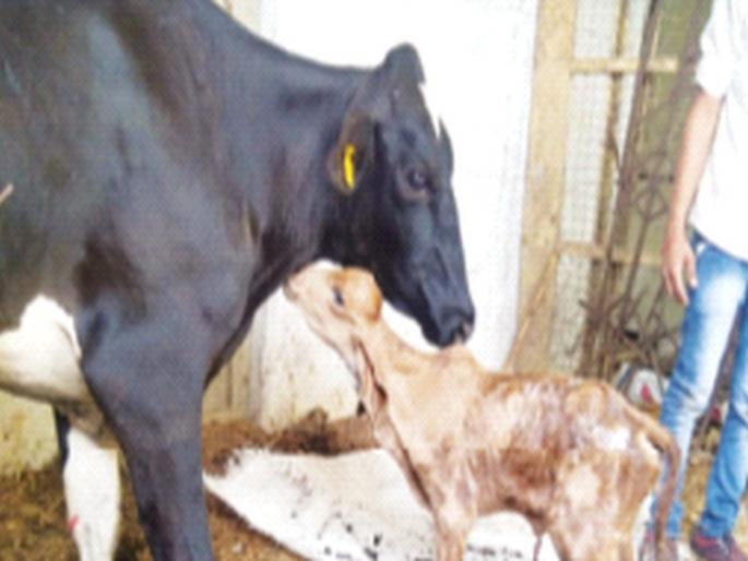 Geer Kalavadi was born in the womb of a Jersey cow | जर्सी गायीच्या पोटी गीर कालवडीचा जन्म; शेतकऱ्यांच्या गोठ्यात देशी गाय भ्रूण प्रत्यारोपण Geer Kalavadi was born in the womb of a Jersey cow | जर्सी गायीच्या पोटी गीर कालवडीचा जन्म; शेतकऱ्यांच्या गोठ्यात देशी गाय भ्रूण प्रत्यारोपण