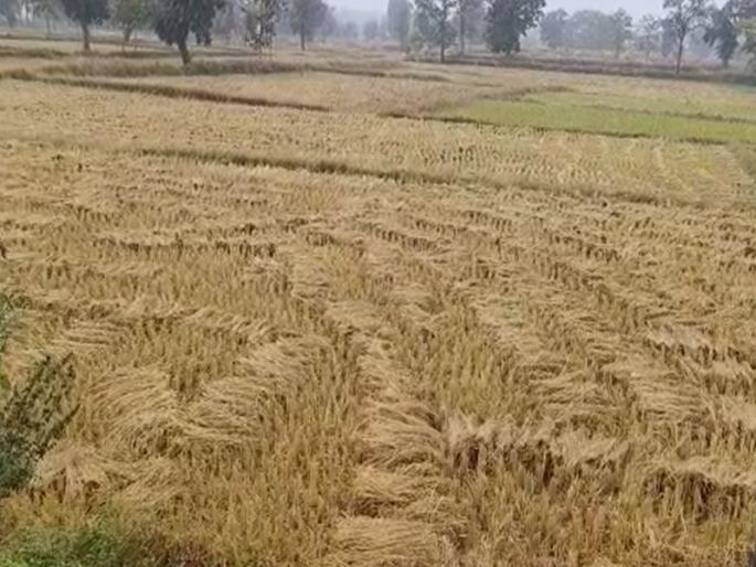 Unseasonal rains hit rice crop hard; Report submitted by Panchnama | अवकाळी पावसाचा भात पिकाला मोठा फटका; पंचनामे करून अहवाल सादर Unseasonal rains hit rice crop hard; Report submitted by Panchnama | अवकाळी पावसाचा भात पिकाला मोठा फटका; पंचनामे करून अहवाल सादर