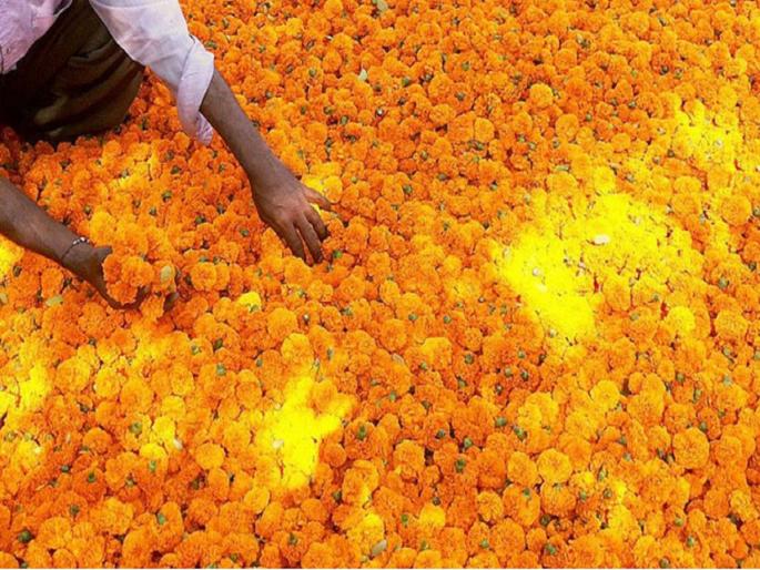 Hit by the return rains; A marigolds hundred per Kg sold in Dussehra for Rs 25 in Diwali | परतीच्या पावसाचा फटका; दसऱ्यात शंभराने विकलेला झेंडू दिवाळीत २५ रुपयांत