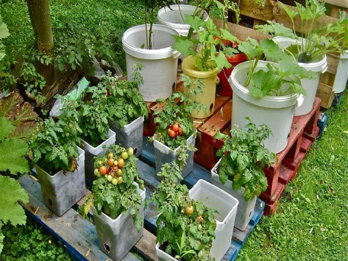 Keep these important things in mind when starting a vegetable garden at home | घरात भाजीपाल्याची बाग सुरु करताना लक्षात ठेवा 'या' महत्वाच्या गोष्टी  Keep these important things in mind when starting a vegetable garden at home | घरात भाजीपाल्याची बाग सुरु करताना लक्षात ठेवा 'या' महत्वाच्या गोष्टी