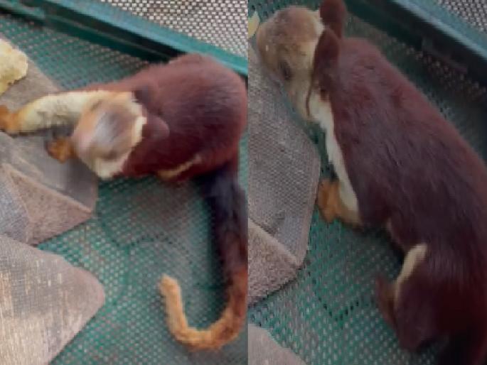 Shekru injured by lightning strike | विजेचा शाॅक लागून शेखरू जखमी, उपचारानंतर वन कर्मचाऱ्यांनी शेखरू सोडले नैसर्गिक अधिवासात Shekru injured by lightning strike | विजेचा शाॅक लागून शेखरू जखमी, उपचारानंतर वन कर्मचाऱ्यांनी शेखरू सोडले नैसर्गिक अधिवासात