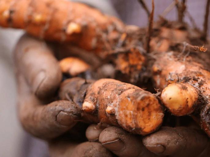 As soon as the price increases, farmers jump on turmeric, rush to buy turmeric sticks | भाव वाढताच हळदीवर शेतकऱ्यांच्या उड्या, हळदीचे बेणे खरेदी करण्यासाठी धावपळ