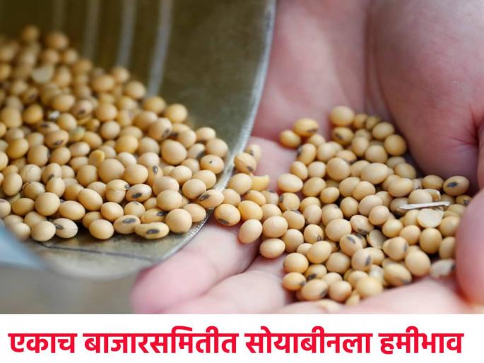 Soybean: Soybean is fetching more than the guaranteed price in the same market committee today | Soybean: आज एकाच बाजार समितीत सोयाबीनला हमीभावाहून अधिक दर मिळतोय Soybean: Soybean is fetching more than the guaranteed price in the same market committee today | Soybean: आज एकाच बाजार समितीत सोयाबीनला हमीभावाहून अधिक दर मिळतोय