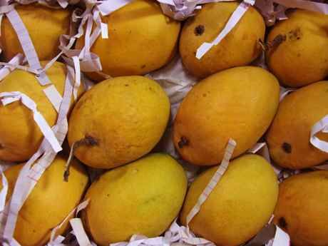 corona crisis on mangoes will be avoided | आंब्यावरील कोरोना संकट टळणार corona crisis on mangoes will be avoided | आंब्यावरील कोरोना संकट टळणार