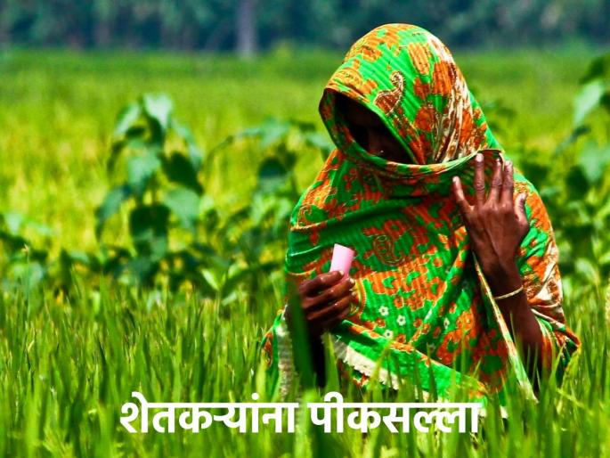 Chance of rain in Marathwada, how should farmers do crop management? | मराठवाड्यात पावसाची शक्यता, शेतकऱ्यांनी कसे करावे पीक व्यवस्थापन? Chance of rain in Marathwada, how should farmers do crop management? | मराठवाड्यात पावसाची शक्यता, शेतकऱ्यांनी कसे करावे पीक व्यवस्थापन?