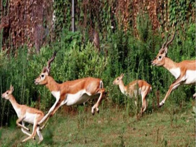 Group of deer running in mumbai meethi river video goes viral | Video : नयनरम्य! लॉकडाऊनमध्ये मुंबईच्या मिठी नदीकिनारी 'हरणांचा' वावर कॅमेरात कैद Group of deer running in mumbai meethi river video goes viral | Video : नयनरम्य! लॉकडाऊनमध्ये मुंबईच्या मिठी नदीकिनारी 'हरणांचा' वावर कॅमेरात कैद