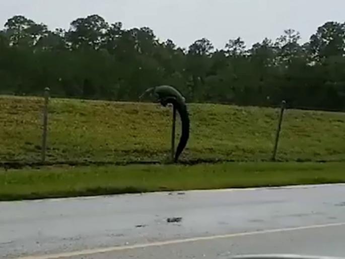 Us florida alligator climbing fence at military base viral video | जाळीवर चढताना दिसली मगर; पाहा आश्चर्यचकित करणारा व्हिडीओ Us florida alligator climbing fence at military base viral video | जाळीवर चढताना दिसली मगर; पाहा आश्चर्यचकित करणारा व्हिडीओ