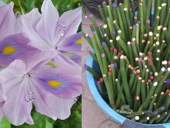 Buying a flower plant? | फुलाचं रोप विकत घेताय ? मग जरा जपून, अशी होतेय धूळफेक