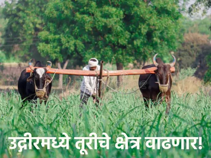 Kharif season: Turi area will increase in Udgir taluk this year, farmers are inclined towards soybeans | खरीप हंगाम : उदगीर तालुक्यात यंदा तुरीचे क्षेत्र वाढणार, शेतकऱ्यांचा सोयाबीनकडे कल Kharif season: Turi area will increase in Udgir taluk this year, farmers are inclined towards soybeans | खरीप हंगाम : उदगीर तालुक्यात यंदा तुरीचे क्षेत्र वाढणार, शेतकऱ्यांचा सोयाबीनकडे कल