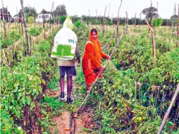 The price hike also hit; Tomatoes worth 2.5 lakhs stolen from farm | दरवाढीचा असाही फटका; शेतातून २.५ लाखांच्या टोमॅटोची चोरी The price hike also hit; Tomatoes worth 2.5 lakhs stolen from farm | दरवाढीचा असाही फटका; शेतातून २.५ लाखांच्या टोमॅटोची चोरी