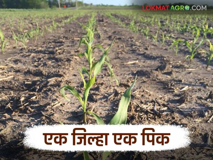 Latest News Agriculture News What is One District One Product Scheme see details | Agriculture News : काय आहे एक जिल्हा एक उत्पादन योजना, राज्याला कसा फायदा होईल? वाचा सविस्तर