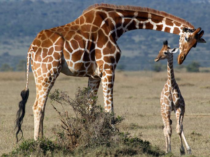 A baby giraffe gets its first kick from its mother; Do you know why? Read on! | जन्माला आल्या आल्या जिराफाच्या पिल्लाला पहिली लाथ बसते त्याच्या आईची; का माहितीय? वाचा!