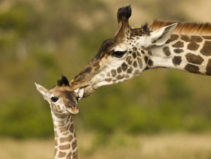 If animals know that failure is the first step to success, then when will man understand? Read this inspiring story! | अपयश ही यशाची पहिली पायरी असते, हे प्राण्यांनाही कळते तर मनुष्याला कधी उमजणार? वाचा ही प्रेरक कथा! If animals know that failure is the first step to success, then when will man understand? Read this inspiring story! | अपयश ही यशाची पहिली पायरी असते, हे प्राण्यांनाही कळते तर मनुष्याला कधी उमजणार? वाचा ही प्रेरक कथा!