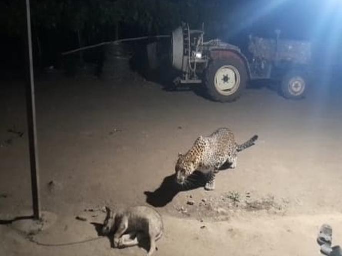 Leopard attack on dog; Inccident In Nashik | बिबट्याचा कुत्र्यावर हल्ला; ठार केलेला कुत्रा नेण्यासाठी बिबट्या पुन्हा आला, दृश्य कॅमेऱ्यात कैद Leopard attack on dog; Inccident In Nashik | बिबट्याचा कुत्र्यावर हल्ला; ठार केलेला कुत्रा नेण्यासाठी बिबट्या पुन्हा आला, दृश्य कॅमेऱ्यात कैद