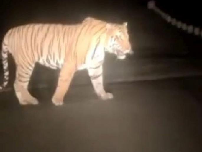 Free movement of tiger on Ashti- Mulchera road; Vigilance warning in Lohara area | आष्टी- मुलचेरा रस्त्यावर वाघाचा मुक्त संचार; लोहारा परिसरात दवंडी देऊन सतर्कतेचा इशारा Free movement of tiger on Ashti- Mulchera road; Vigilance warning in Lohara area | आष्टी- मुलचेरा रस्त्यावर वाघाचा मुक्त संचार; लोहारा परिसरात दवंडी देऊन सतर्कतेचा इशारा