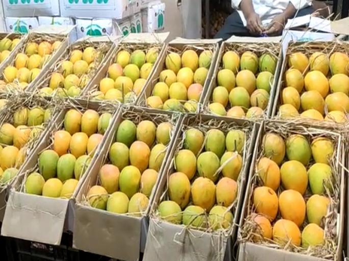 Popular hapus mangoes enter the market; But due to low income, prices went up | लोकप्रिय हापूस आंबा बाजारात दाखल; पण आवक कमी असल्याने भाव वधारले Popular hapus mangoes enter the market; But due to low income, prices went up | लोकप्रिय हापूस आंबा बाजारात दाखल; पण आवक कमी असल्याने भाव वधारले