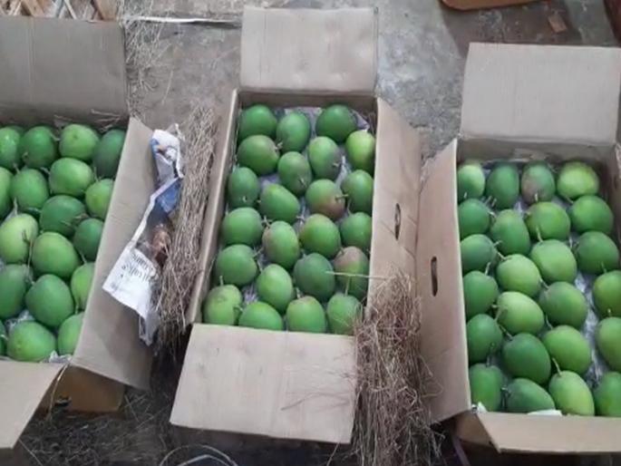 Record arrival of Hapus Mango in APMC Fruit Market, Navi Mumbai | नवी मुंबईतील एपीएमसी फळ बाजारात हापूस आंब्याची विक्रमी आवक Record arrival of Hapus Mango in APMC Fruit Market, Navi Mumbai | नवी मुंबईतील एपीएमसी फळ बाजारात हापूस आंब्याची विक्रमी आवक