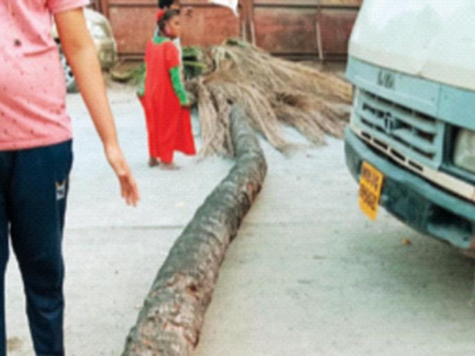 Sankrant became the last; A child dies after a coconut tree falls while flying a kite | संक्रांत ठरली अखेरची; पतंग उडवताना नारळाचे झाड पडून मुलाचा मृत्यू Sankrant became the last; A child dies after a coconut tree falls while flying a kite | संक्रांत ठरली अखेरची; पतंग उडवताना नारळाचे झाड पडून मुलाचा मृत्यू