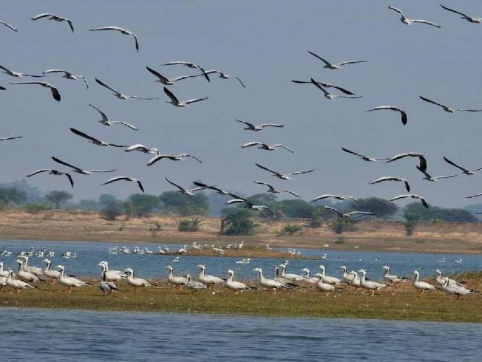 Cold weather and foreign guests chirping on the reservoirs! | थंडीची चाहूल अन् विदेशी पाहुण्यांचा जलाशयांवर किलबिलाट! Cold weather and foreign guests chirping on the reservoirs! | थंडीची चाहूल अन् विदेशी पाहुण्यांचा जलाशयांवर किलबिलाट!