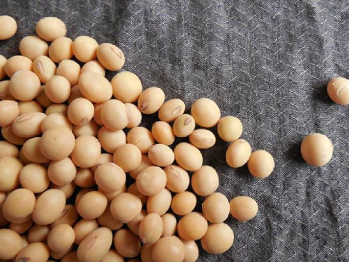Due to falling prices of soybeans, inflows to the market committee decreased, farmers preferred storage | सोयाबीनचे दर घसरल्याने बाजार समितीत आवक घटली, शेतकऱ्यांची साठवणूकीला पसंती Due to falling prices of soybeans, inflows to the market committee decreased, farmers preferred storage | सोयाबीनचे दर घसरल्याने बाजार समितीत आवक घटली, शेतकऱ्यांची साठवणूकीला पसंती
