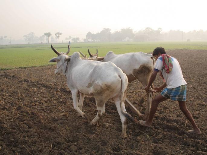 What happens when a pair of bullocks are harnessed for more splits in a paddy field? | धानाच्या रोवणीत अधिक फुटव्यांकरिता बैलजोडीचा पट्टा घेतल्याने काय होते? What happens when a pair of bullocks are harnessed for more splits in a paddy field? | धानाच्या रोवणीत अधिक फुटव्यांकरिता बैलजोडीचा पट्टा घेतल्याने काय होते?