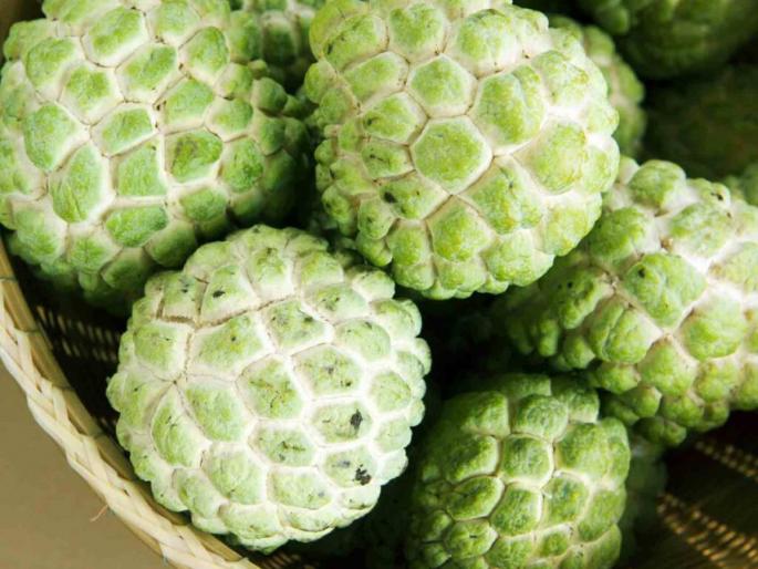 One and a half acres maximum! Customers in Telangana enjoy Ashti's Sitafal | दीड एकरात केली कमाल! तेलंगणातील ग्राहकांना आष्टीच्या सीताफळाची गोडी One and a half acres maximum! Customers in Telangana enjoy Ashti's Sitafal | दीड एकरात केली कमाल! तेलंगणातील ग्राहकांना आष्टीच्या सीताफळाची गोडी