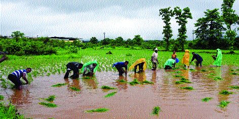 In the kharif season, only 24% sown area; Waiting for a strong rain | राज्यात खरीप हंगाम धोक्यात, केवळ २४ टक्के क्षेत्रावर पेरण्या; दमदार पावसाची प्रतीक्षा