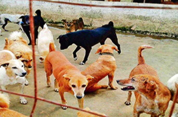 Cancer is spreading in city street dogs in amravati | अमरावतीत रस्त्यावरील श्वानांमध्ये फोफावतोय कॅन्सर