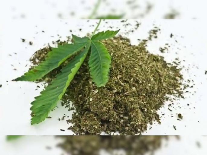 Ganja smuggling in Nagpur, 2 kg of ganja seized from three youths | नागपुरात गांजा तस्करीचे रॅकेट, तीन तरुणांकडून दोन किलो गांजा जप्त Ganja smuggling in Nagpur, 2 kg of ganja seized from three youths | नागपुरात गांजा तस्करीचे रॅकेट, तीन तरुणांकडून दोन किलो गांजा जप्त