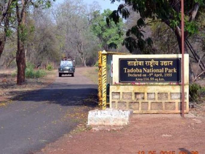WCS Company defrauded the Tadoba Tiger Reserve by 12 crores | ऑनलाइन सफारी बुकिंगच्या नावाखाली ताडोबा व्याघ्र प्रकल्पाला १२ कोटींनी गंडवले, गुन्हा दाखल WCS Company defrauded the Tadoba Tiger Reserve by 12 crores | ऑनलाइन सफारी बुकिंगच्या नावाखाली ताडोबा व्याघ्र प्रकल्पाला १२ कोटींनी गंडवले, गुन्हा दाखल