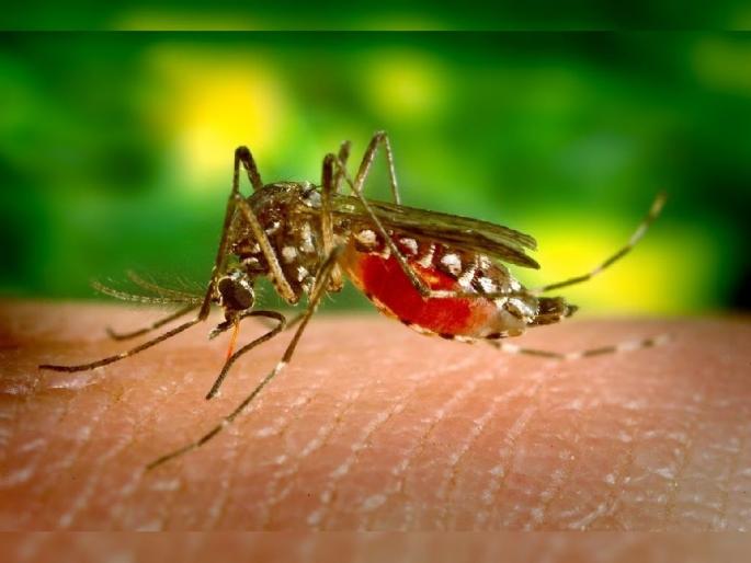 Nagpur district is most at risk of dengue in East Vidarbha; 486 patients registered till August | पूर्व विदर्भात डेंग्यूचा सर्वाधिक धोका नागपूर जिल्ह्याला; ऑगस्टपर्यंत ४८६ रुग्णांची नोंद Nagpur district is most at risk of dengue in East Vidarbha; 486 patients registered till August | पूर्व विदर्भात डेंग्यूचा सर्वाधिक धोका नागपूर जिल्ह्याला; ऑगस्टपर्यंत ४८६ रुग्णांची नोंद