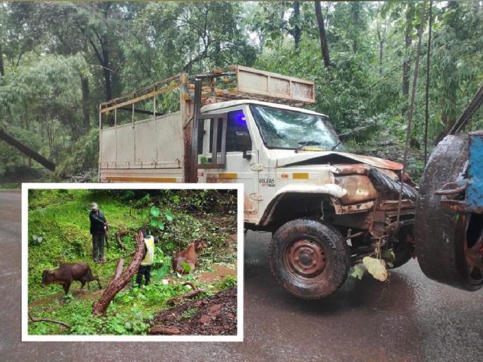 Cattle smuggling busted due to 'accident', driver absconding | ‘अपघाता’ने झाला गोवंश तस्करीचा भंडाफोड, चालकाचा पोबारा Cattle smuggling busted due to 'accident', driver absconding | ‘अपघाता’ने झाला गोवंश तस्करीचा भंडाफोड, चालकाचा पोबारा