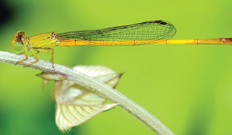 Two young researchers discovered the new protagonist of Mumbaikar | मुंबईकर दोन तरुण संशोधकांनी शोधली नव्या टाचणीची प्रजात Two young researchers discovered the new protagonist of Mumbaikar | मुंबईकर दोन तरुण संशोधकांनी शोधली नव्या टाचणीची प्रजात