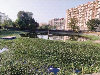 The cleaning of ponds in cities is limited to the festival period | शहरांतील तलावांची स्वच्छता उत्सव काळापुरतीच मर्यादित The cleaning of ponds in cities is limited to the festival period | शहरांतील तलावांची स्वच्छता उत्सव काळापुरतीच मर्यादित