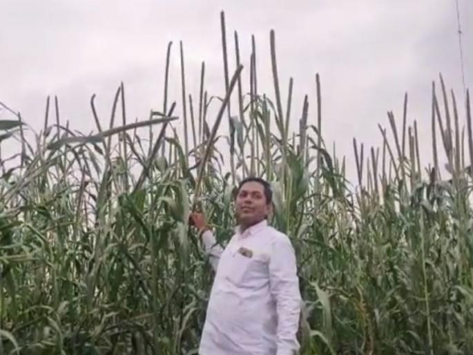 Three and a half feet of market corn, the farmer flourished the Turkish millet farm | साडेतीन फुटाचे बाजारीचं कणीस, शेतकऱ्याने फुलवली तुर्की बाजरीची शेती Three and a half feet of market corn, the farmer flourished the Turkish millet farm | साडेतीन फुटाचे बाजारीचं कणीस, शेतकऱ्याने फुलवली तुर्की बाजरीची शेती