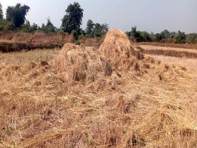 After the standing crop, now the elephants attack the paddy fields, the destruction continues | उभ्या पिकानंतर आता धान गंजीवर हत्तींचा हल्ला, नासधूस सुरूच