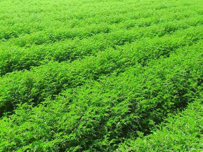 45 thousand rupees for wheat, 36 thousand rupees for gram; Rabbi season crop loan distribution started | गव्हाला ४५ हजार, हरभऱ्याला ३६ हजार रुपये पीककर्ज मिळणार; रब्बी हंगामातील पीककर्ज वाटप झाले सुरू 45 thousand rupees for wheat, 36 thousand rupees for gram; Rabbi season crop loan distribution started | गव्हाला ४५ हजार, हरभऱ्याला ३६ हजार रुपये पीककर्ज मिळणार; रब्बी हंगामातील पीककर्ज वाटप झाले सुरू