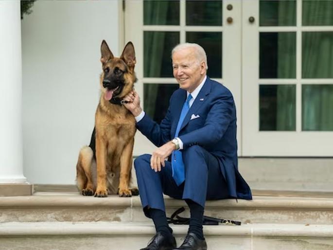Dogs of Samarthaghar... Joe Biden's dog terrorized in the white hour, 24 people were bitten | समर्थाघरचे श्वान... व्हाईट हाऊसमध्ये बायडन यांच्या कुत्र्याची दहशत, २४ जणांचा घेतला चावा   Dogs of Samarthaghar... Joe Biden's dog terrorized in the white hour, 24 people were bitten | समर्थाघरचे श्वान... व्हाईट हाऊसमध्ये बायडन यांच्या कुत्र्याची दहशत, २४ जणांचा घेतला चावा