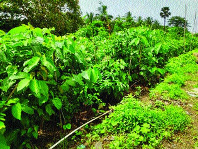 'Small forest' set up by Jogeshwar | जोगेश्वरीत उभारले ‘छोटे जंगल’ 'Small forest' set up by Jogeshwar | जोगेश्वरीत उभारले ‘छोटे जंगल’