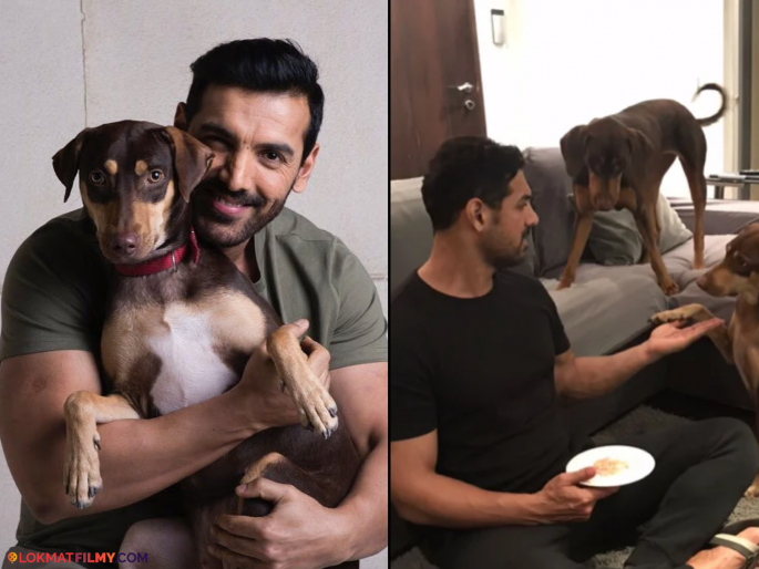 John Abraham Letter To Cji Review Supreme Court Stray Dogs Order | जॉन अब्राहमचे सरन्यायाधीशांना पत्र, भटक्या कुत्र्यांबाबतच्या निर्णयावर पुनर्विचार करण्याची मागणी John Abraham Letter To Cji Review Supreme Court Stray Dogs Order | जॉन अब्राहमचे सरन्यायाधीशांना पत्र, भटक्या कुत्र्यांबाबतच्या निर्णयावर पुनर्विचार करण्याची मागणी
