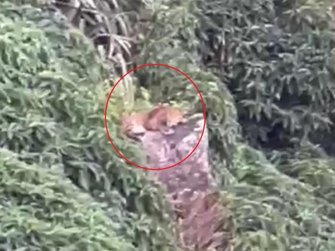 A tiger was found on Jotiba mountain, An atmosphere of fear among citizens | जोतिबा डोंगरावर पट्टेरी वाघ आढळला, नागरिकांमध्ये भितीचे वातावरण A tiger was found on Jotiba mountain, An atmosphere of fear among citizens | जोतिबा डोंगरावर पट्टेरी वाघ आढळला, नागरिकांमध्ये भितीचे वातावरण
