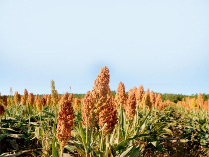 ...so you must eat the 'super food' jowar | ...म्हणून ‘सुपर फूड’ ज्वारी खायलाच हवी ...so you must eat the 'super food' jowar | ...म्हणून ‘सुपर फूड’ ज्वारी खायलाच हवी