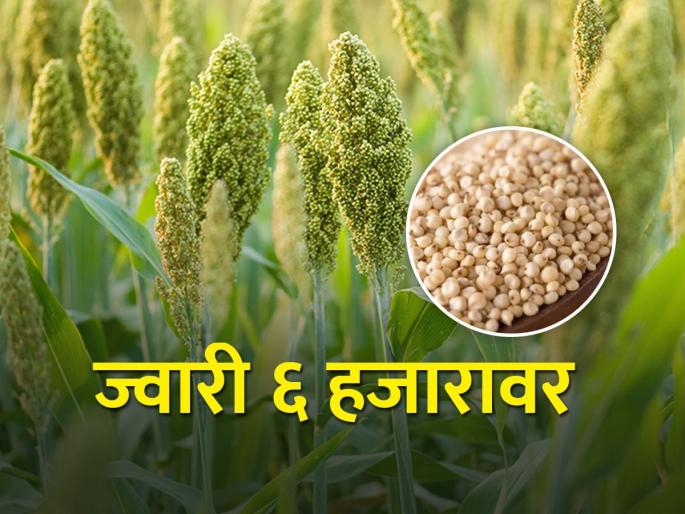 The price of sorghum in Karmala is six thousand rupees | करमाळ्यात ज्वारीला सहा हजार रुपये भाव