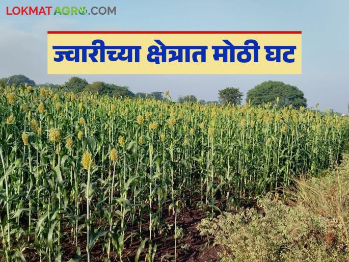 Solpaur Jowar : Floods hit jowar barn; Jowar sowing reduced by one lakh hectares this year | Solpaur Jowar : ज्वारीच्या कोठाराला पुराचा फटका; यंदा ज्वारी तब्बल एक लाख हेक्टरने घटली Solpaur Jowar : Floods hit jowar barn; Jowar sowing reduced by one lakh hectares this year | Solpaur Jowar : ज्वारीच्या कोठाराला पुराचा फटका; यंदा ज्वारी तब्बल एक लाख हेक्टरने घटली