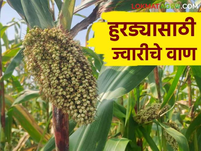 Hurada Jowar : Which are the famous varieties of jowar for hurada? | Hurada Jowar : हुरड्यासाठी ज्वारीचे प्रसिद्ध वाण कोणते? वाचा सविस्तर Hurada Jowar : Which are the famous varieties of jowar for hurada? | Hurada Jowar : हुरड्यासाठी ज्वारीचे प्रसिद्ध वाण कोणते? वाचा सविस्तर